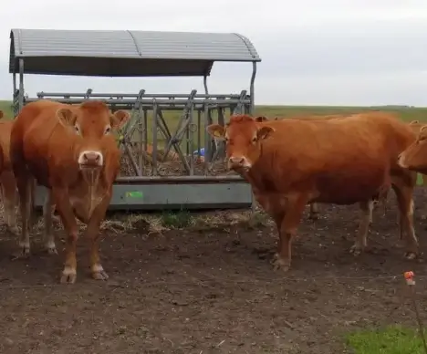cows