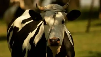 Cows
