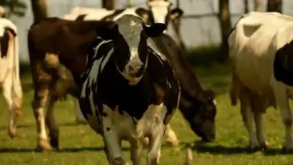 Cows