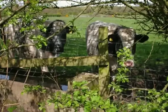 cows at water trough
