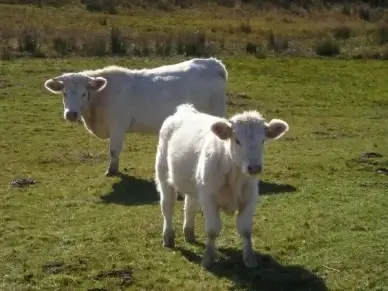 cows calf nature