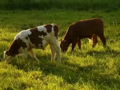 cows cattle beef