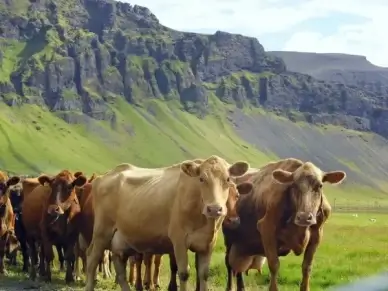 cows cow meat