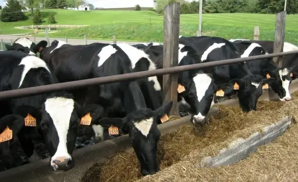 cows feeding time