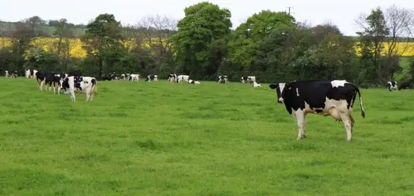 cows grazing