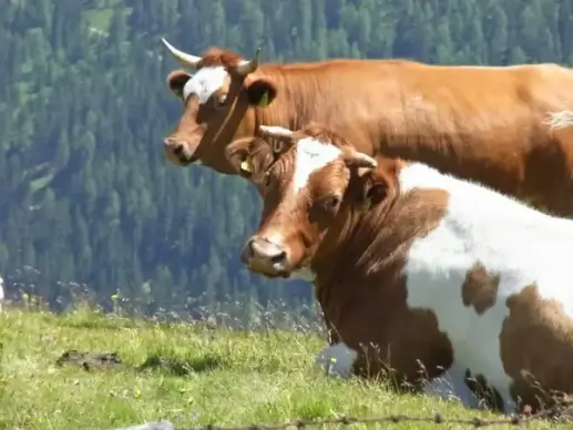 cows two cow