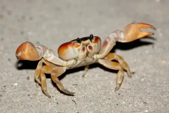 crab on beach