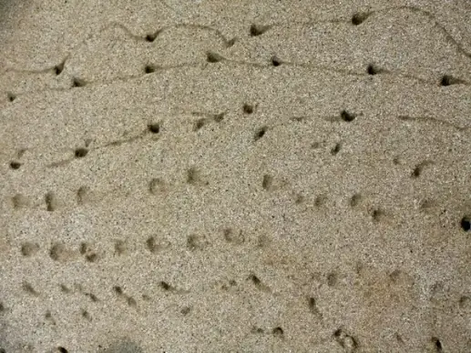 crab sand footprints texture