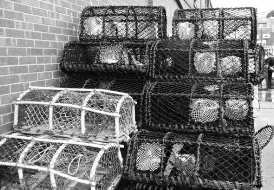 crab trap