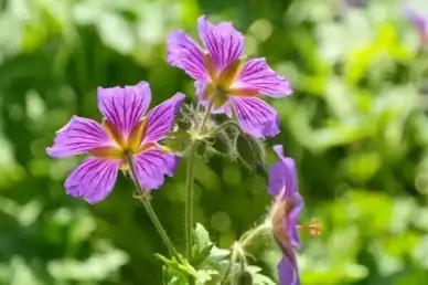 cranesbill flower stamp