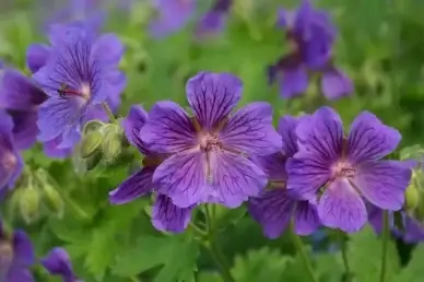 cranesbill flower stamp