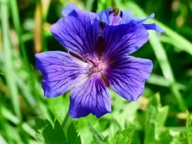 cranesbill flower stamp