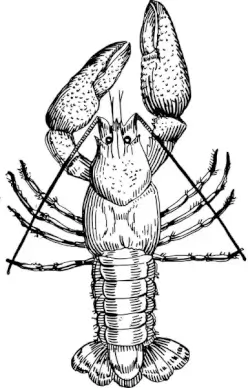 crawfish