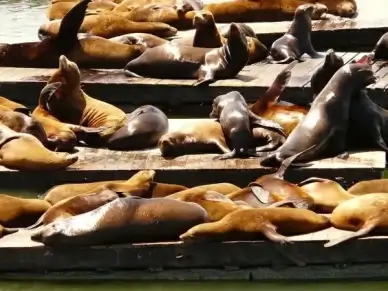 crawl seal colony seal