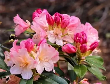 cream and pink azalea blossoms bumble bee