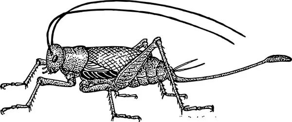 cricket