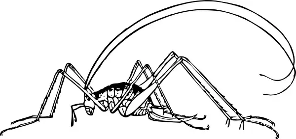 Cricket clip art