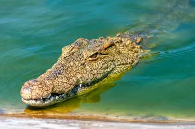 crocodile picture elegant closeup face