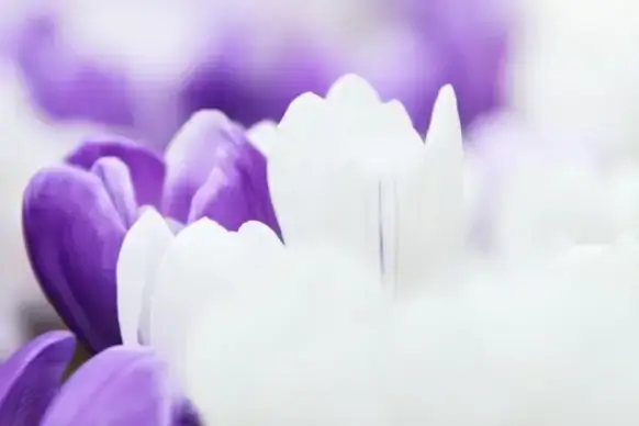 crocus background