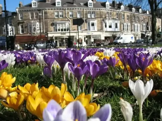 crocus park