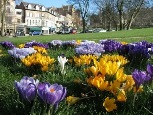 crocus park