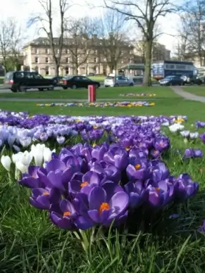 crocus park