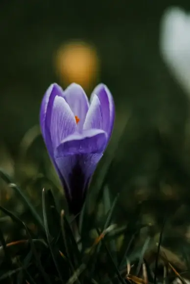 Crocus petal backdrop picture contrast closeup