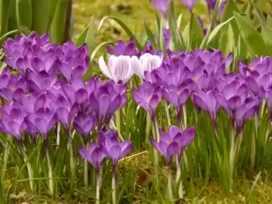 crocus plant garden