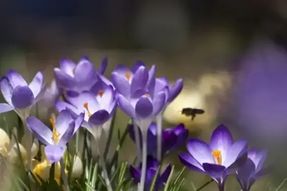 crocus schwertliliengewaechs spring crocus
