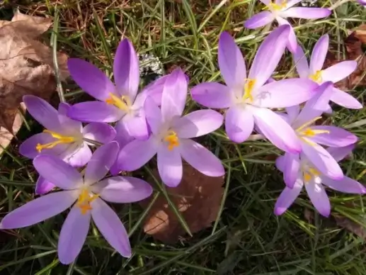crocus spring purple