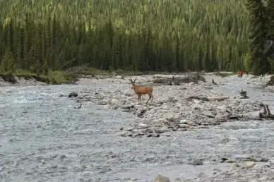 crossing the elbow river the easy way