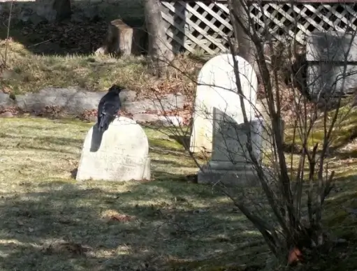 crow on gravestone