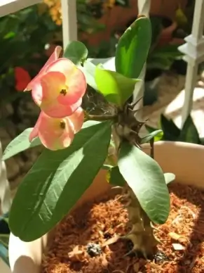 crown of thorns
