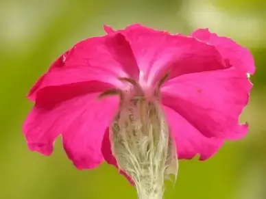 crowns campion silene coronaria carnation family