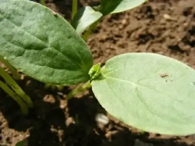 cucumber earth germination