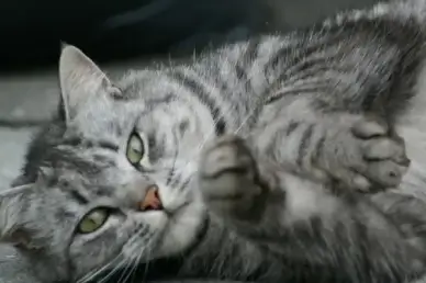 cute cat