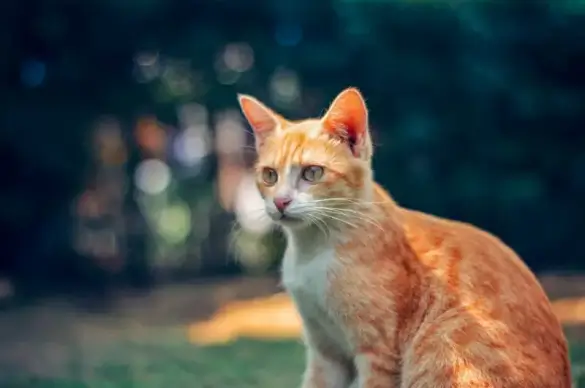 cute cat picture modern elegance 