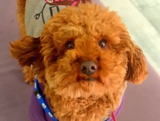 cute dog