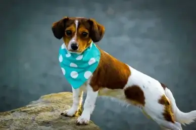 cute dog 2
