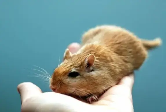 cute little gerbil