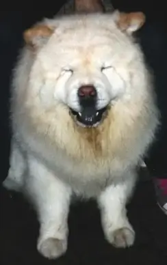 cute smile dog