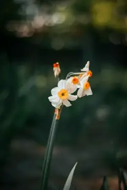 Daffodil flowers picture contrast closeup