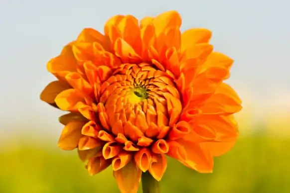 dahlia flower backdrop elegant closeup