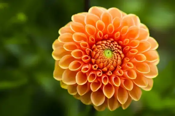 dahlia flower backdrop picture elegant closeup 