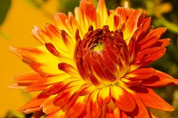 dahlia flower picture elegant closeup