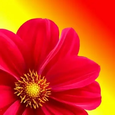 dahlia flower plant