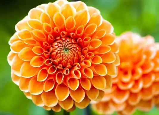 dahlia picture backdrop elegant closeup blooming