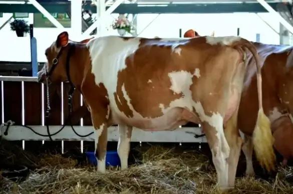 dairy cow