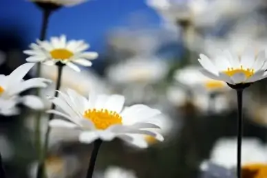 daisies