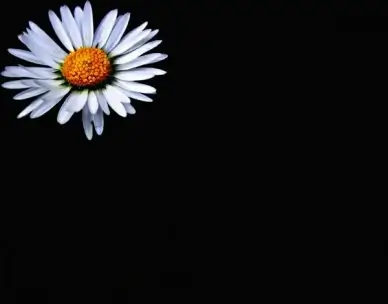 daisy